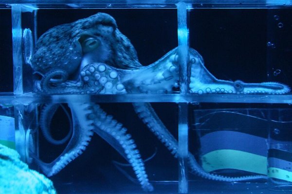 Kraken это