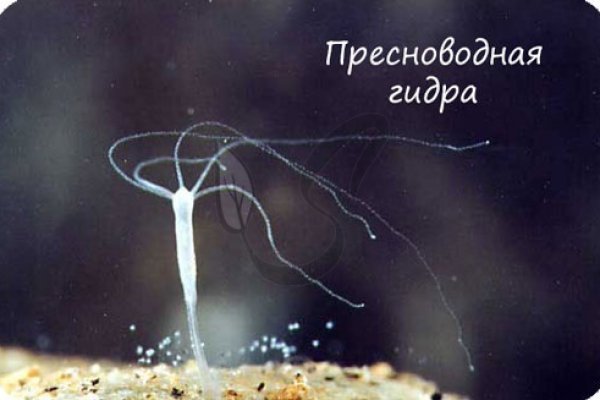 Кракен супернет маркет