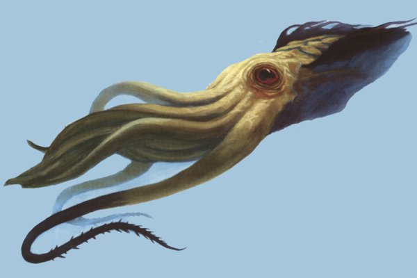 Kraken whitenet зеркала