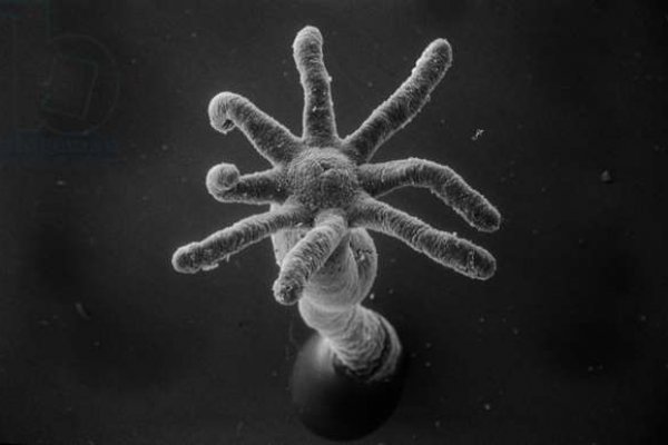 Kraken20 at