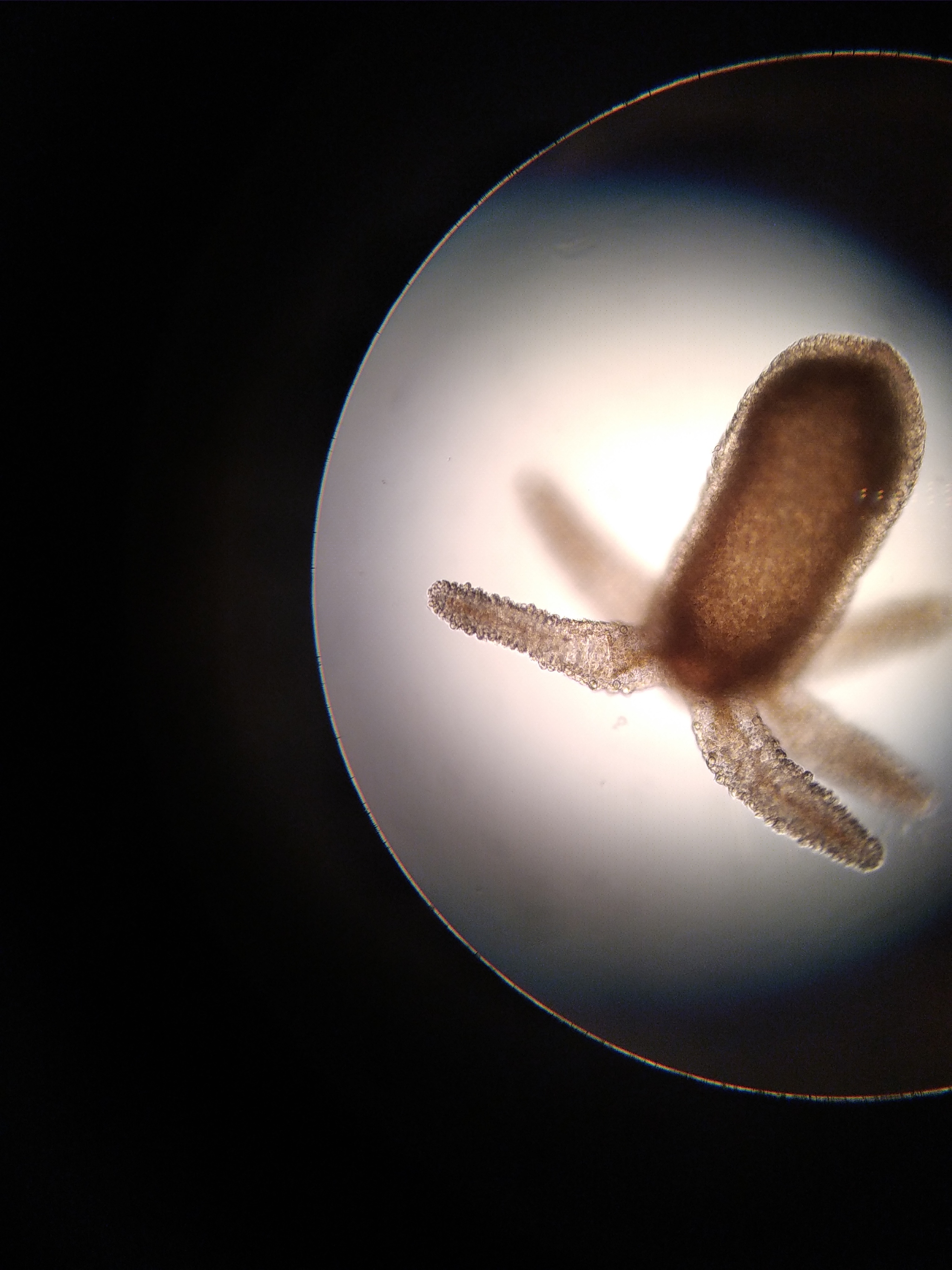 Kraken сайт зеркала